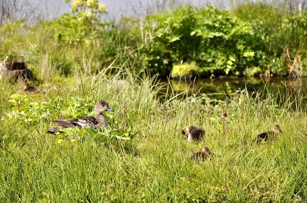 Female of eurasian wigeon and her ducklings by Sylvère Corre is marked with CC BY-NC-SA 2.0.